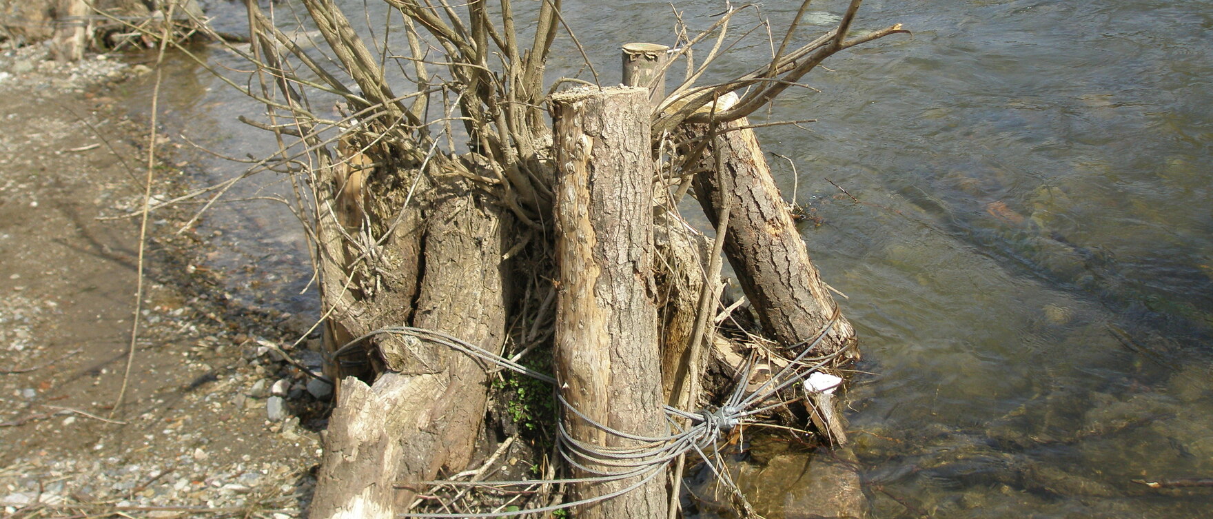 Wurzelstock in der Großen Mittweida