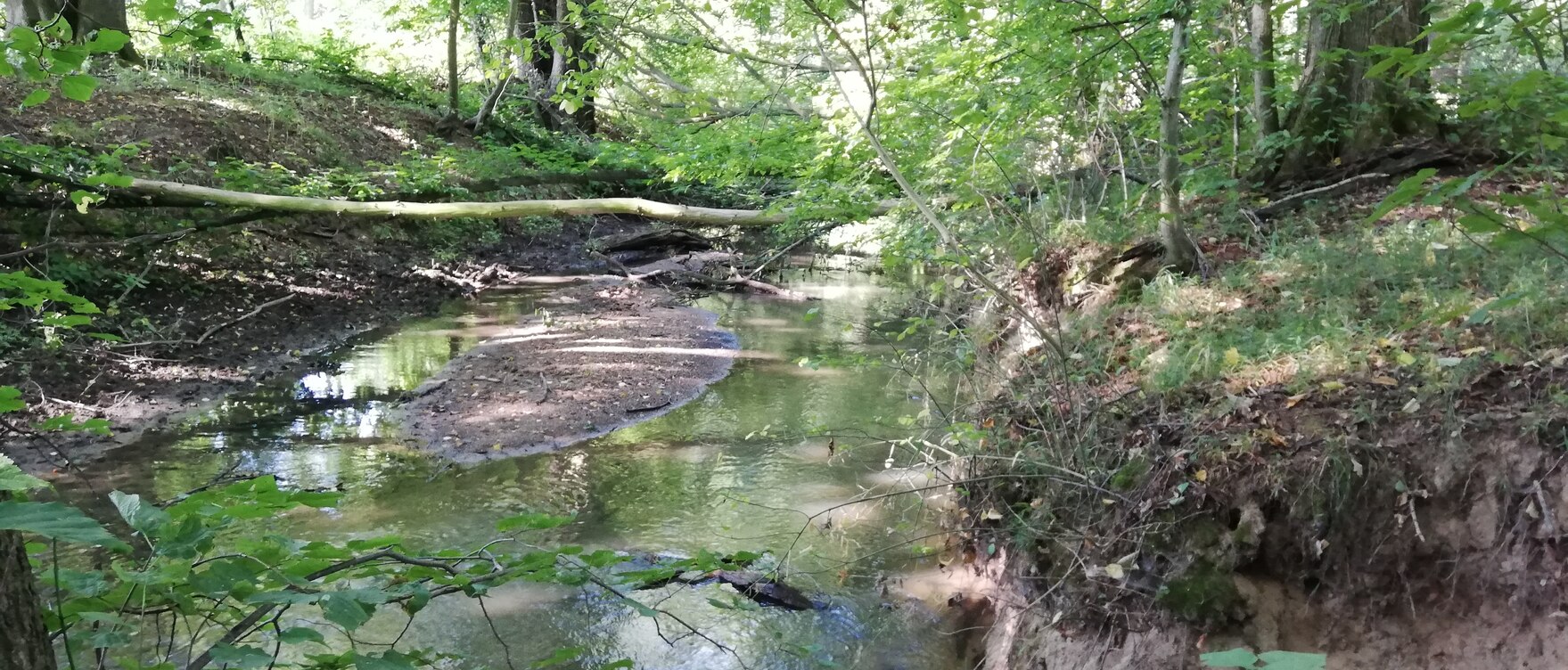 Renaturierter Flussabschnitt an der Wyhra