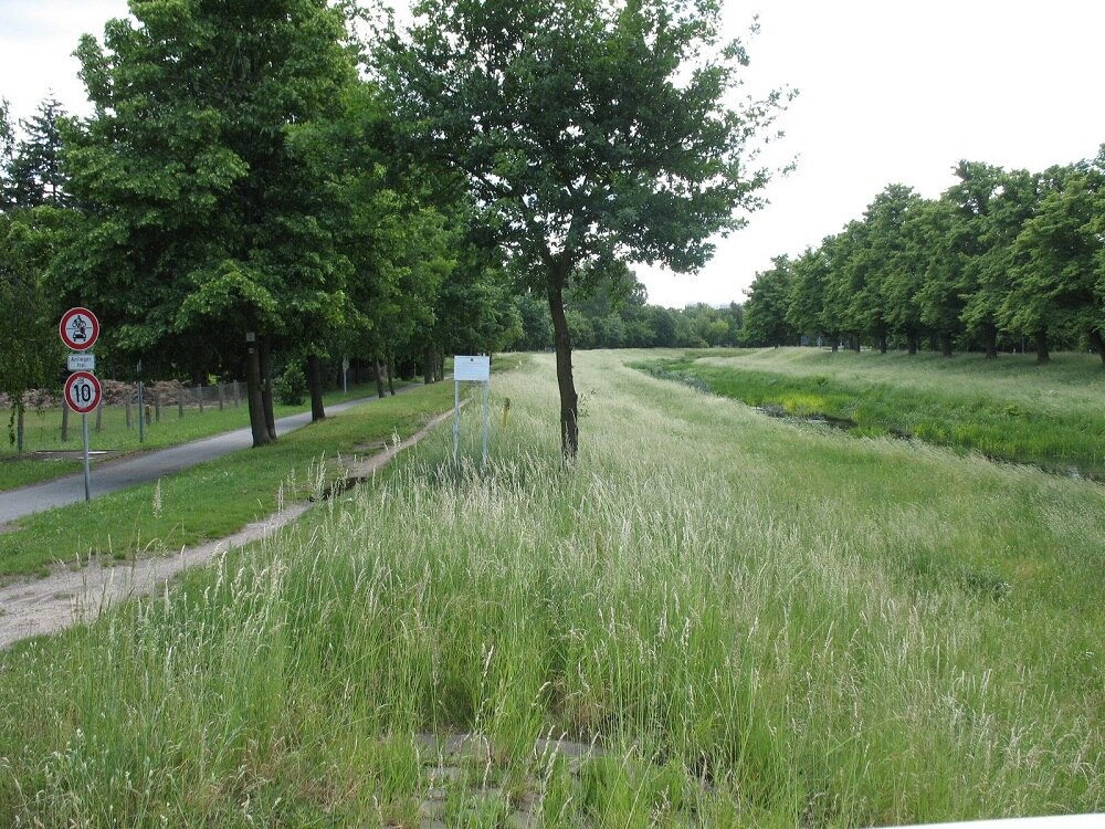 Wiese mit Bäumen neben einem Fluss , parallel dazu eine kleine Straße