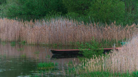 Boot zwischen Schilf auf einem See